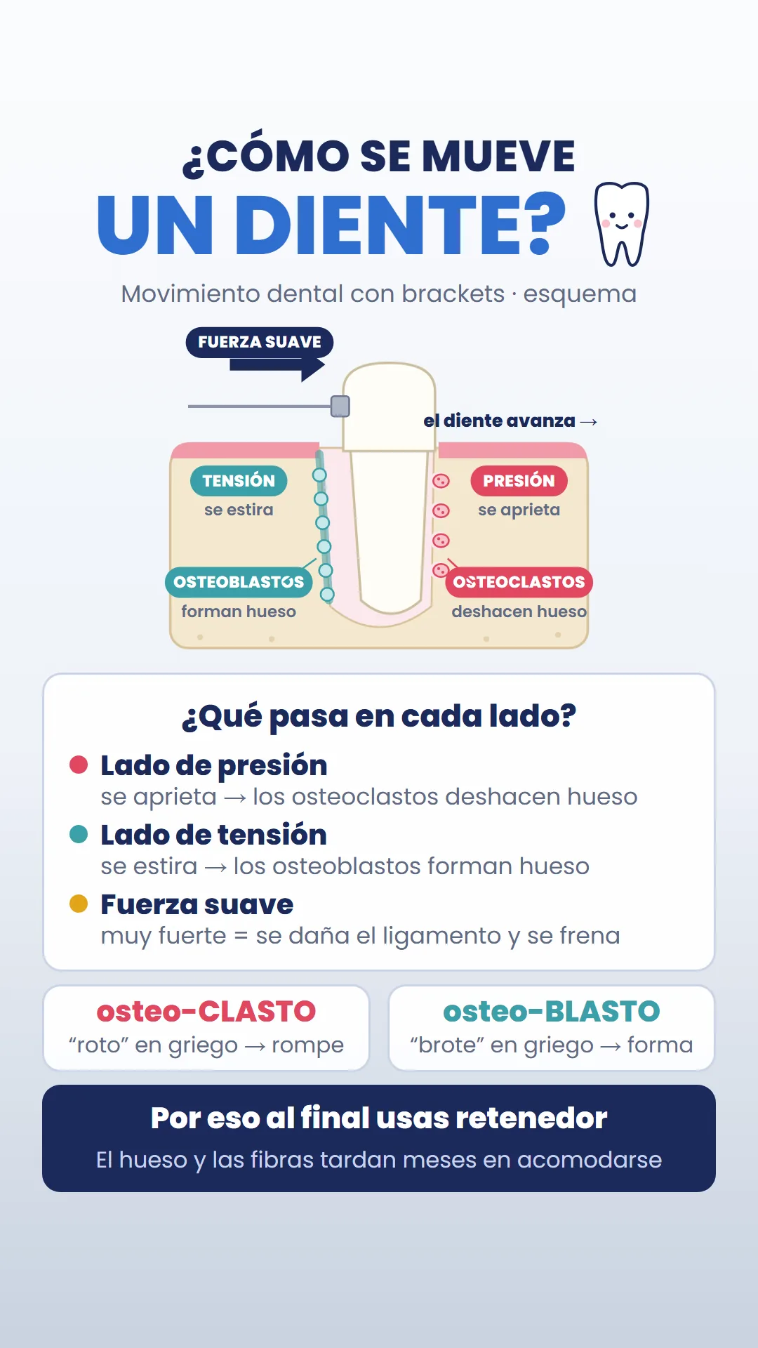 Esquema del lado de presión y el lado de tensión de un diente que se mueve