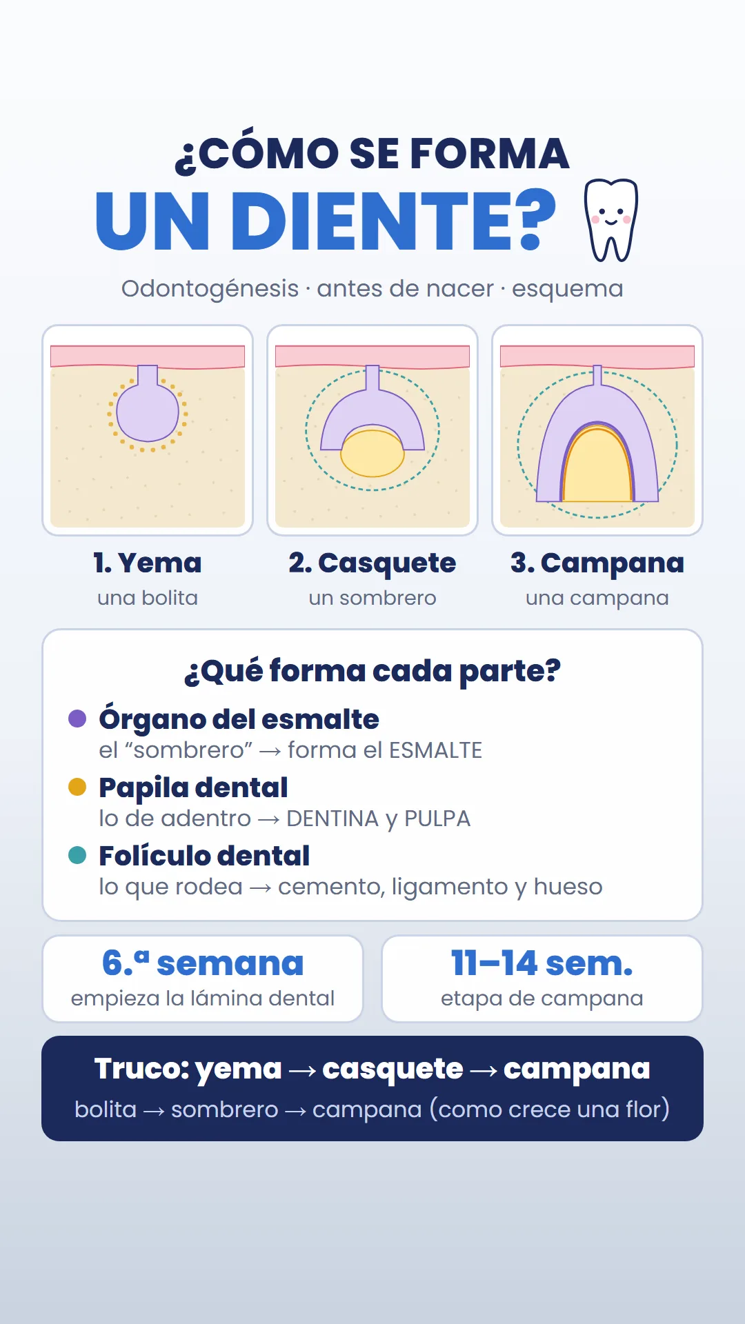 Esquema de las etapas de yema, casquete y campana del germen dentario